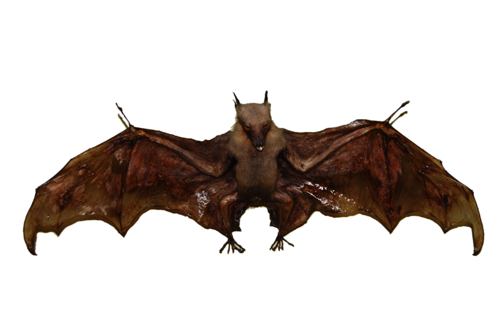 Bat