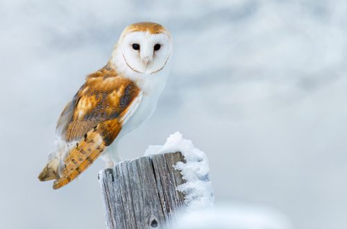 Owl-in-frosty-morning.-Barn-owl-perched-on-snowy-fence