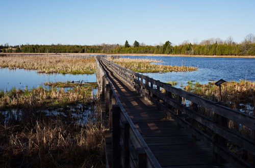 boardwalk-at-Frink-Conservation-Area-in-Ontario
